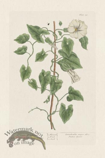 BEE 038 Great Bindweed